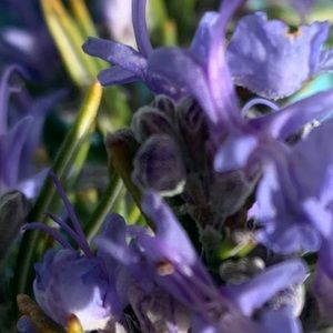 Meet your Posher, Anne